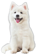 Obraz premium White Samoy Puppy Sit