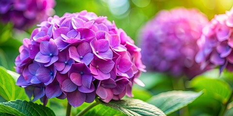 Fototapeta premium Close-up of a vibrant purple and pink hortensia flower blooming in a spring garden on a soft blurred background