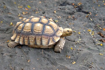 Big Sulcata Tortoise