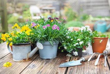 pretty and colorful spring flowers on a wooden table  with gardening tools on a wooden table in a...