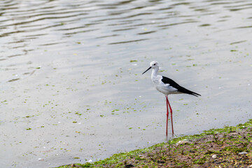 Graceful Black-winged stilt