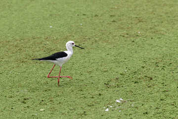 Graceful Black-winged stilt