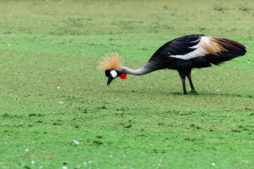 Colorful grey crowned crane