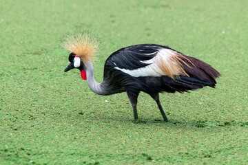 Colorful grey crowned crane
