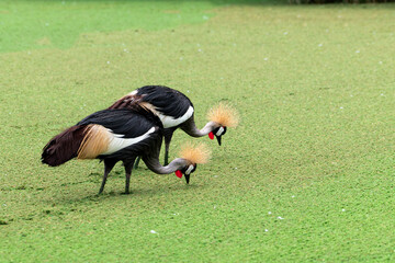 Colorful grey crowned crane