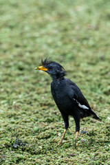 Beautiful Black Myna