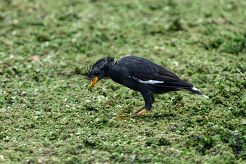 Beautiful Black Myna