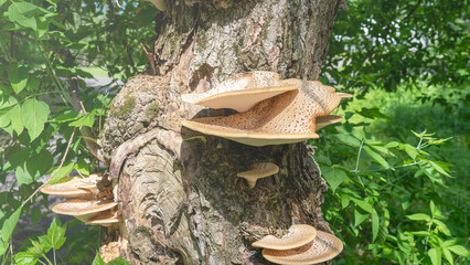 A tree with a lot of mushrooms growing on it. The mushrooms are brown and have a fuzzy texture