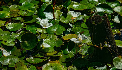 Limnodium. Lowland swamp. Specific water plants, helophytes, macrophytes. Frog's-bit (Hydrocharis...