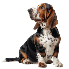 Basset Hound dog isolated on transparent background. Generated ai