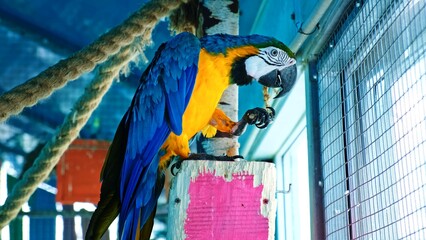 Blue and yellow macaw parrot eats nut sitting in aviary. Holds food in paw. Close-up side view. Slow Motion. High quality 4k footage © Hanna