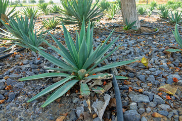 Drip irrigation water pipes (drip system) in the desert, green succulents. Arabian Peninsula