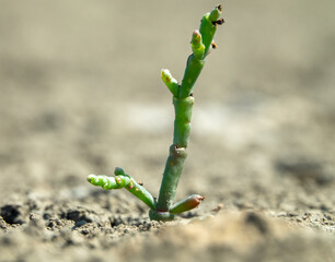 A sprout in the desert. A solitary plant makes its way through the dried-up earth. The concept of the power of life, vis vitae
