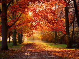 Fototapeta premium 紅葉