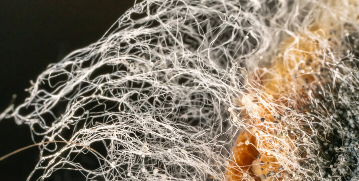 Penicillin and aspergillum mold on bread. Colonies of species of mold fungi, young (white), yellow Aspergillus flavus, green - Penicillum. Hair-like hyphae of the fungus. Ultramacro
