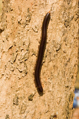 Millipede Spirostreptida, Parilis from the rainforest of Vietnam.