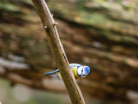 Close-up of Bluetit perching on branch