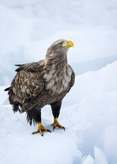 White-tailed eagle, Eagle, Bird image.