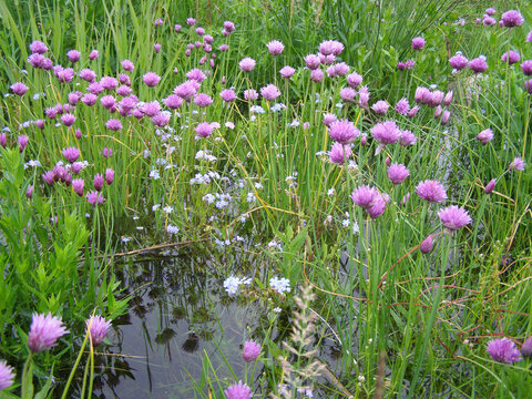 Poium. Seaside forb meadow (meadow is flooded with surge winds, piled-up water). Wild onion Chive (Allium schoenoprasum) blossoms