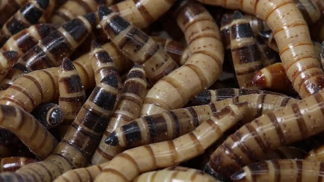 Larvae of the darkling beetle species Zophobas morio, also known as Giant Mealworms or Superworms.