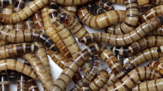Giant Mealworms, Zophobas morio. These are the larvae of the Darkling Beetle. They are used as pet food and they have the ability to eat and digest some plastic such as polystyrene