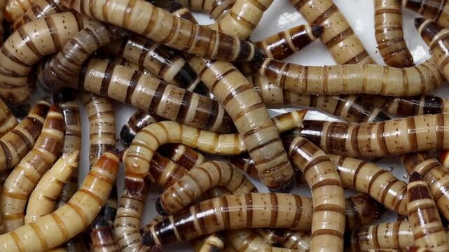 Closeup of Giant Mealworms, Zophobas morio. These are often used as livefood for pets such as reptiles. They are also able to digest some plastics such as polystyrene.