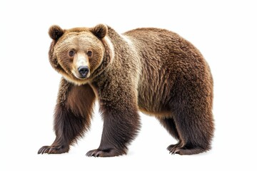 Obraz premium A Photo bear with isolated white background 