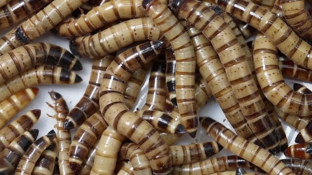 Giant Mealworms, also known as Superworms. These are the larvae of the Darkling Beetle, Zophobas morio. They have the ability to eat and digest some plastics such as polystyrene or polyethylene.