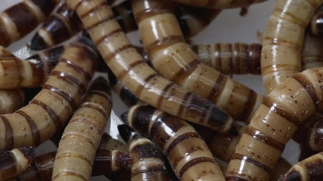 These Superworms of Giant Mealworms are the larva of the Darkiling Beetle, Zophobas morio.
These have the ability to eat and digest some plastic such as polystyrene or polyethylene.