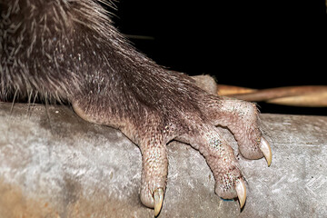 Virginia opossum (Didelphis virginiana)  leg detail