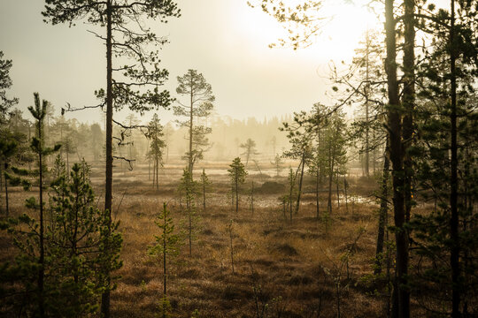 Scenic view of forest against sky during sunrise