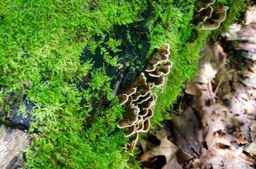 California Fung, Turkey Tail Mushrooms, Trametes versicolor growing ona moss covered old decaying tree log