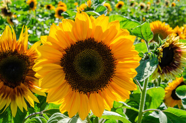 Obraz premium Sunflower cultivation in a flower farm in the Fraser Valley, BC, Canada