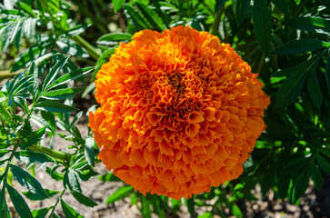 Marigold cultivation in a flower farm in the Fraser Valley, BC, Canada