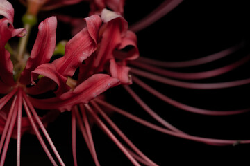 Naklejka premium Lycoris radiata
