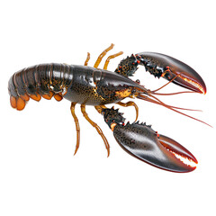 Photograph of a lobster, full body, high resolution, white background,