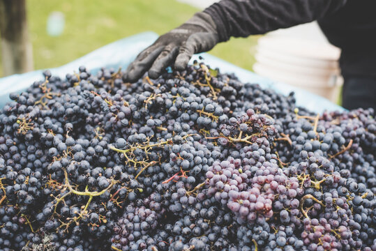 Cropped hand of person touching collection of grapes at vineyard