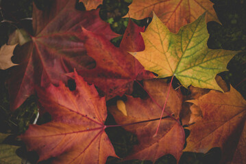 Full frame shot of fallen maple leaves during autumn