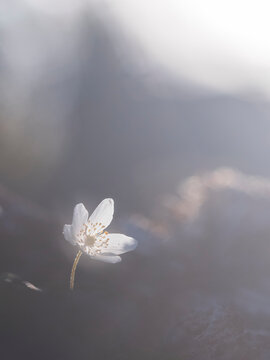 Fototapeta Close-up of fresh single white flower blooming in nature