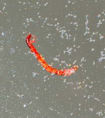 A red mosquito bloodworm floats on the surface of the water. Macro