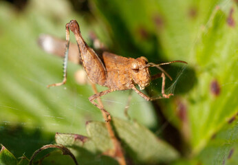 Grasshopper green vegetation in nature. Macro