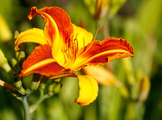 Obraz premium Orange lily flower in nature. Close-up