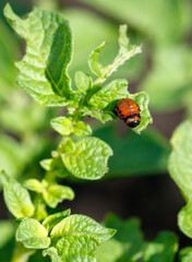 Colorado potato beetle on potato leaves. Close-up
