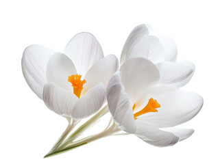 White crocus flower isolated on a white background