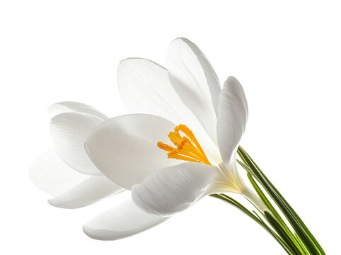 White crocus flower isolated on a white background