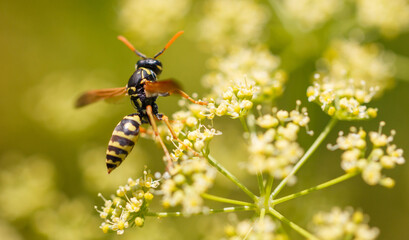 Wasp on a yellow flower. Macro