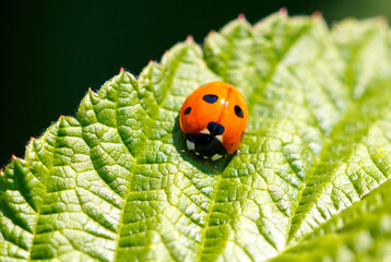 Ladybug on a green leaf. Macro