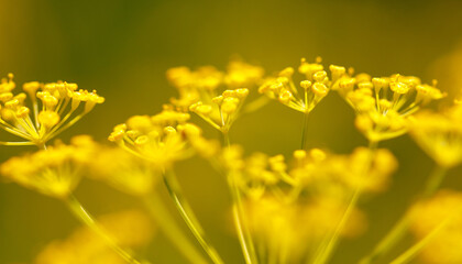 Fototapeta premium Yellow flowers on parsley in nature. Macro
