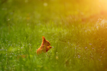 Hungry squirrel finds a snack in the park