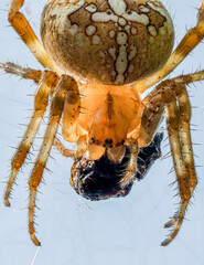 Spinne